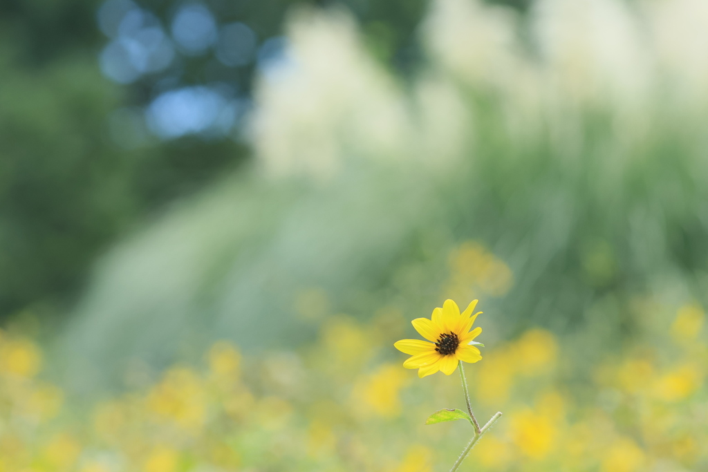 夏の想い出