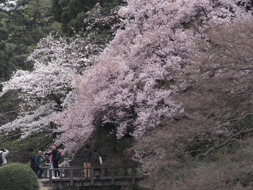 花見
