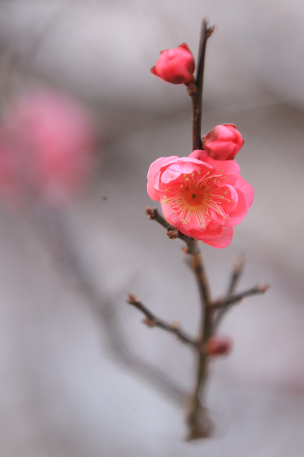 待ち遠しい陽春