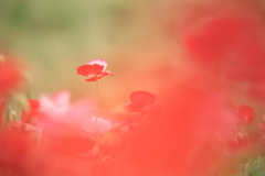 初夏の花園Ⅱ