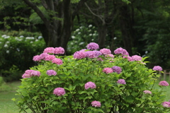 雨の季節Ⅸ