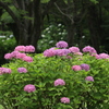雨の季節Ⅸ
