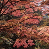 秋を愛でるⅣ