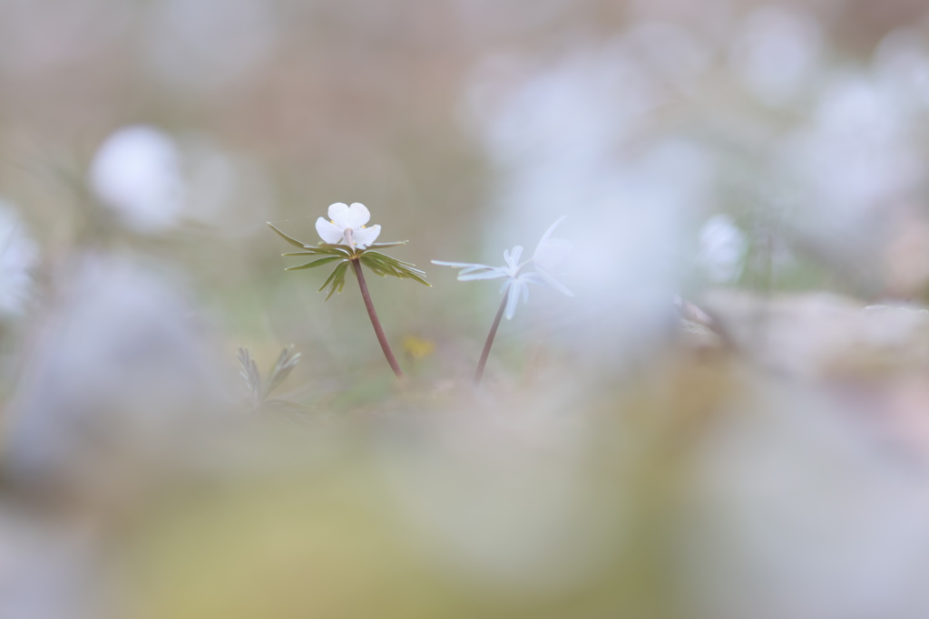 幻想の妖精