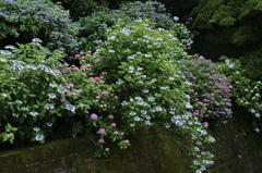 紫陽花の園