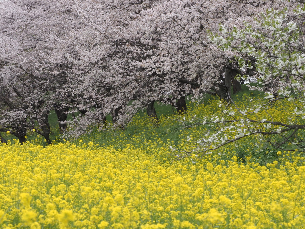 花見Ⅷ