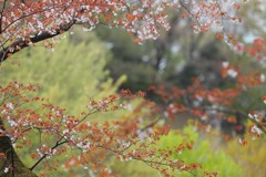 里山の春Ⅳ