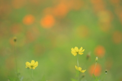 秋の序章Ⅴ