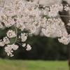 桜の園