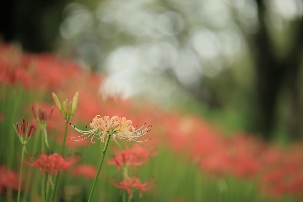 花園Ⅲ