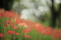 花園Ⅲ