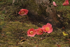 生命
