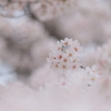 春盛ん