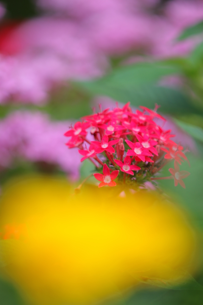 公園の花壇