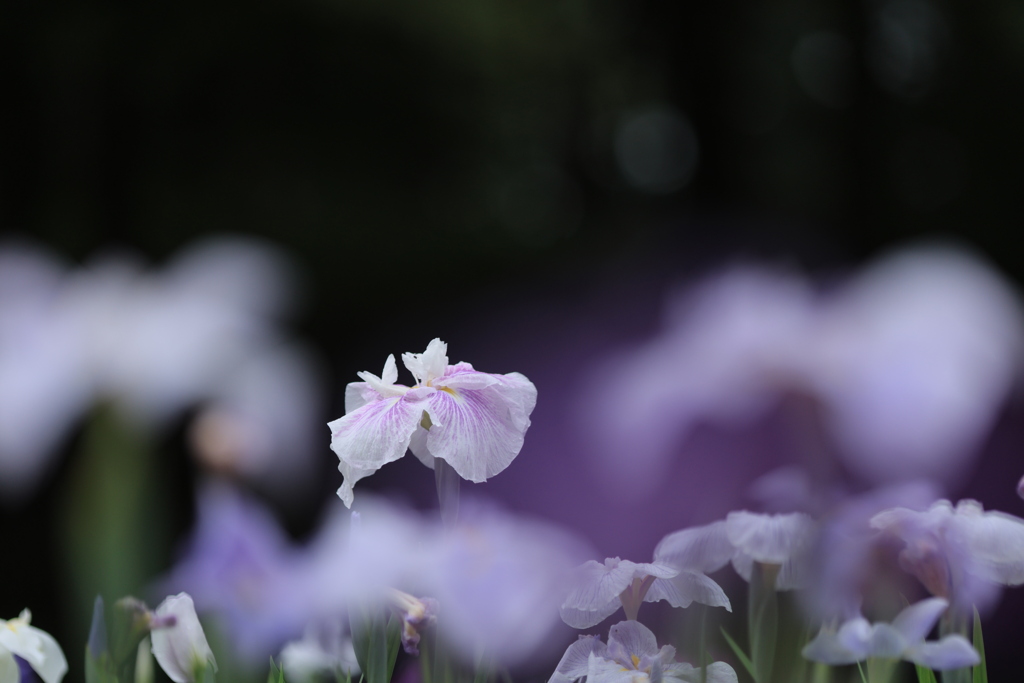 花菖蒲