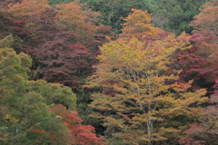 秋の彩（ＥＯＳＲ６Ⅱ）