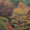 秋の彩（ＥＯＳＲ６Ⅱ）