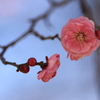 紅梅