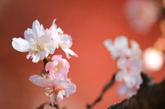 冬桜