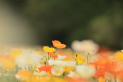 春の花園