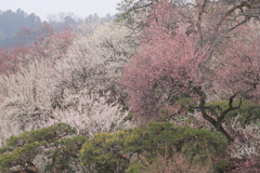 観梅