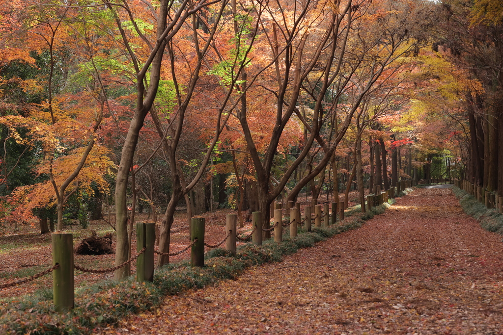 名残り紅葉散策Ⅱ