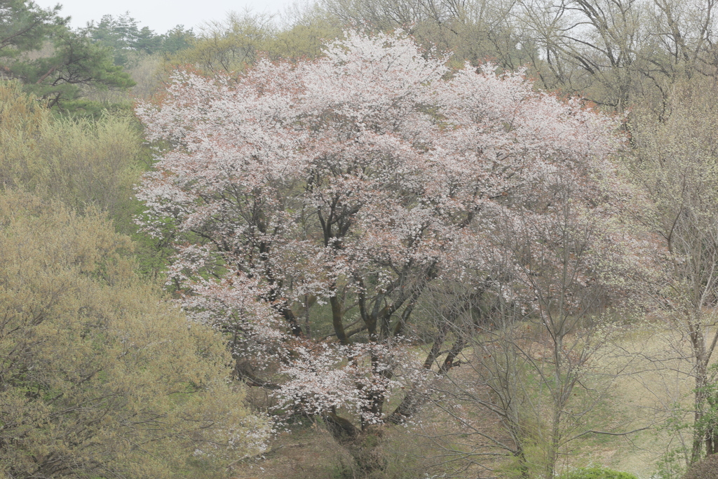 癒し