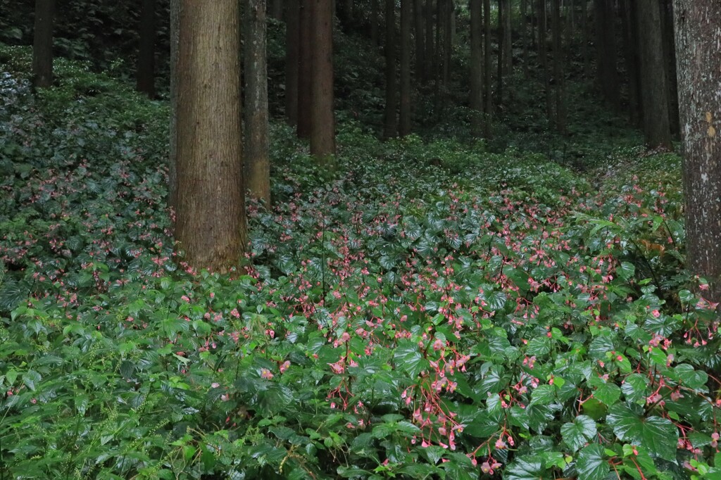 雨のシュウカイドウ