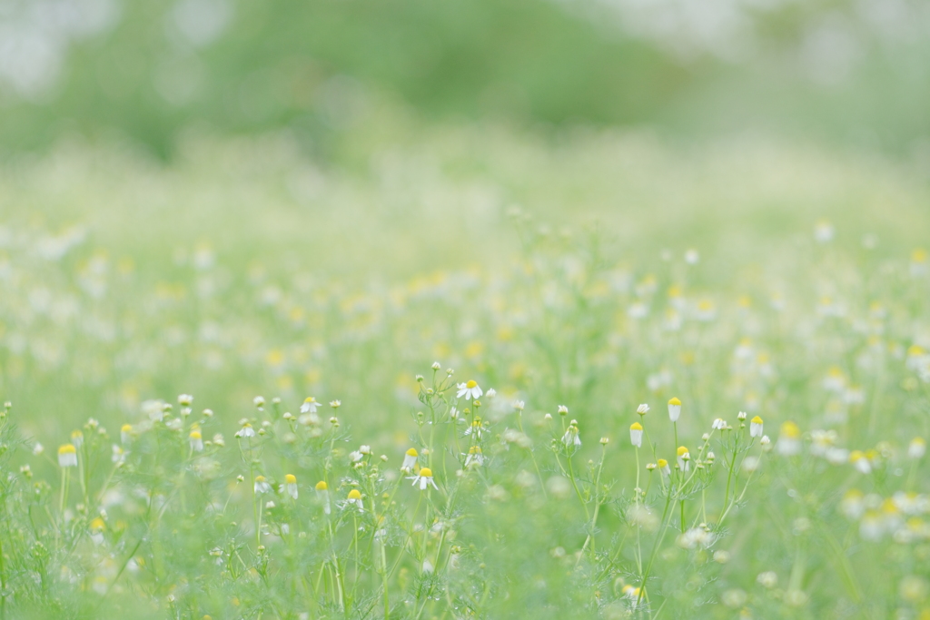 初夏の野辺Ⅳ