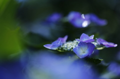 半月と紫陽花