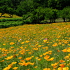 花園