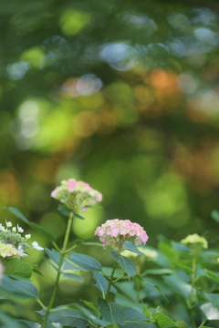 カラフル紫陽花