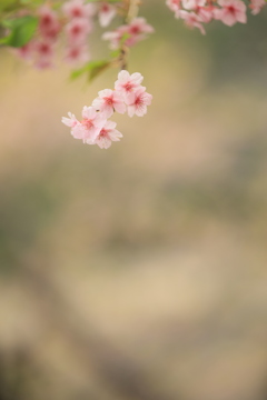 河津桜