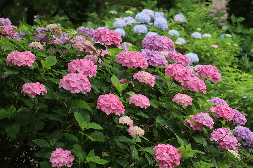 紫陽花の園