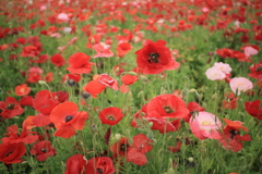 初夏の花園Ⅲ