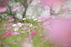 桜の狂い咲き・・・春秋混在