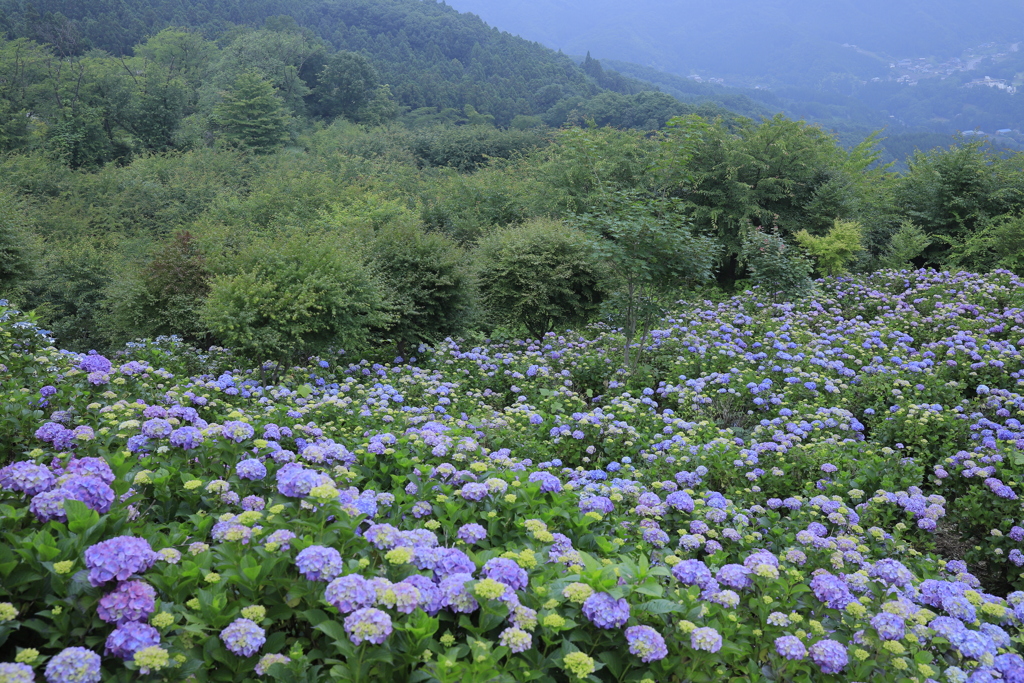 紫陽花の園