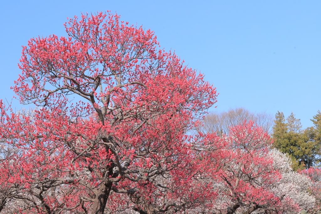 春陽燦燦