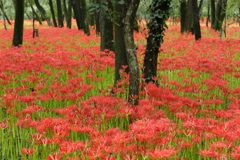 曼殊沙華の絨毯