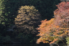 秋の風情Ⅲ