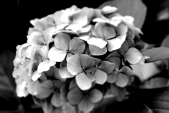 紫陽花。