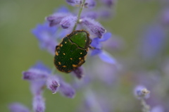 あまい蜜に包まれて