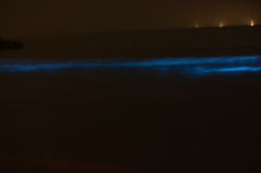 13年ぶりに見た夜行虫