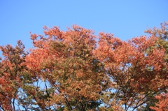 紅葉まであと少し。