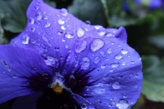 雫花