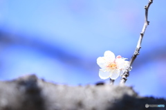 梅２