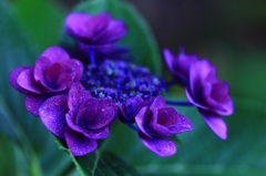 長谷寺 紫陽花