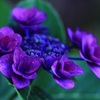 長谷寺 紫陽花