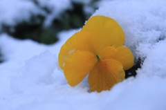 花の力