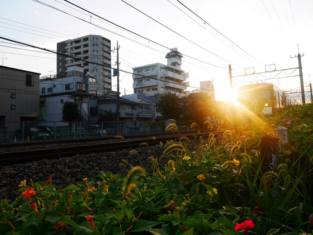 黄色と夕日